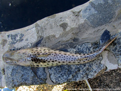Pseudoplatystoma corruscans