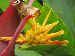 Heliconia × nickeriensis