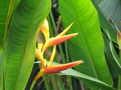 Heliconia × nickeriensis