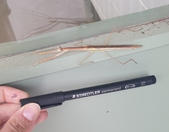 Tenodera australasiae