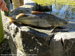 Pimelodus albicans