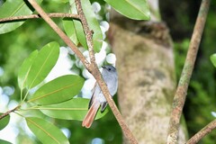 Terpsiphone bourbonnensis