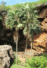 Pritchardia