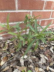 Ruellia simplex