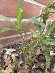 Ruellia simplex