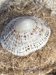 Patella rustica