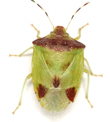 Thyanta maculata