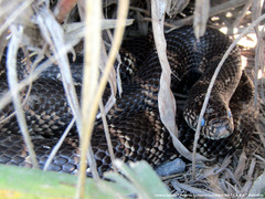 Lampropeltis getula