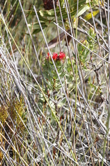 Lobostemon sanguineus