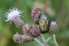Protaetia cuprea