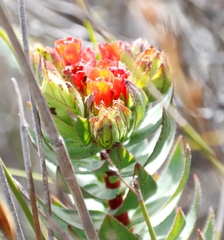 Lobostemon sanguineus