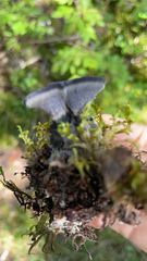 Phellodon niger