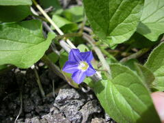 Convolvulus siculus