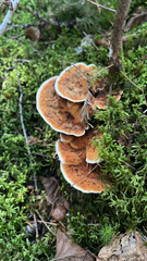 Hydnellum aurantiacum
