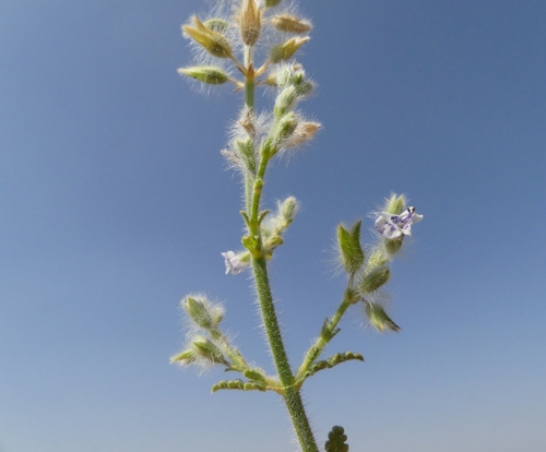 Santolina Sage (Salvia santolinifolia)