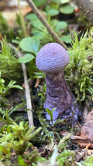 Cortinarius violaceus