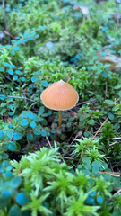 Entoloma quadratum