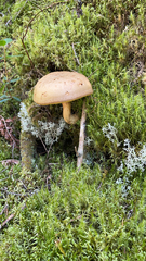 Chalciporus piperatus