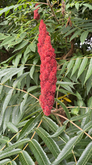 Rhus typhina
