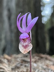 Calypso bulbosa occidentalis