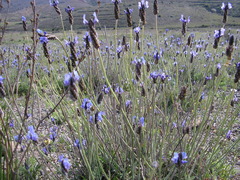 Lavandula multifida