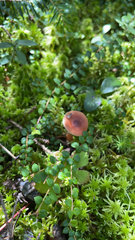 Gaultheria hispidula