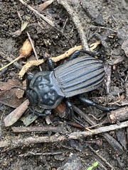 Anomalipus expansicollis