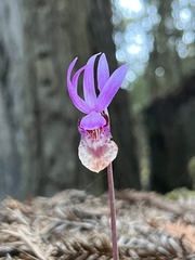 Calypso bulbosa occidentalis