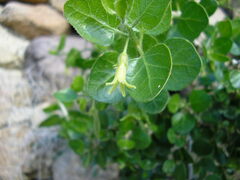 Withania frutescens