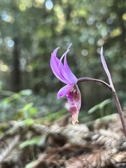 Calypso bulbosa occidentalis