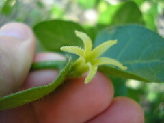 Withania frutescens