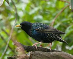 Sturnus vulgaris