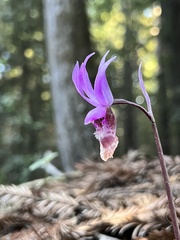 Calypso bulbosa occidentalis