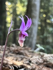 Calypso bulbosa occidentalis