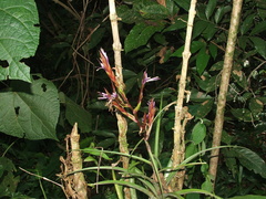 Tillandsia variabilis