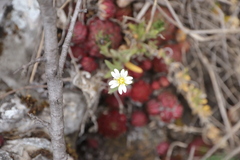 Cerastium arvense