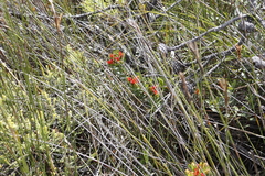 Lobostemon sanguineus