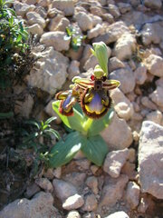 Ophrys speculum
