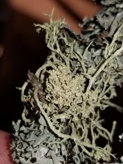 Tremella everniae