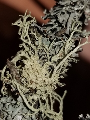 Tremella everniae
