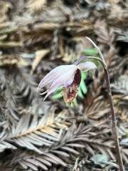 Calypso bulbosa occidentalis