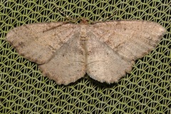 Melanolophia signataria