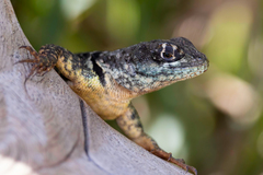 Tropidurus torquatus