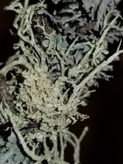 Tremella everniae