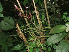 Tillandsia variabilis