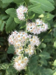 Strangalepta abbreviata