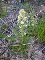 Reseda phyteuma