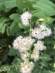 Strangalepta abbreviata