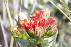 Lobostemon sanguineus