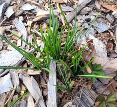 Crocus tommasinianus